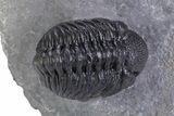 Beautiful Morocops Trilobite - Ofaten, Morocco #359606-3